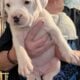 American Bully Catahoula Leopard/Boxer Puppies