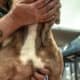 Full-Breed AKC Mini Bulldog – Chocolate Tri coat