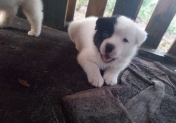 American Akita Puppy PHANTOM