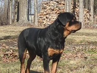 AKC Rottwieler Female 6 months old