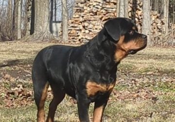 AKC Rottwieler Female 6 months old