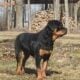 AKC Rottwieler Female 6 months old