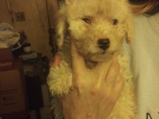 Westie mix puppies