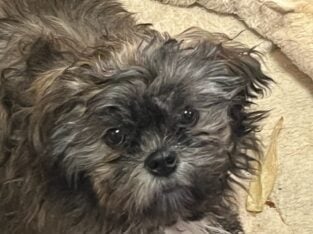 Shih Tzu Boy 1