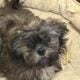 Shih Tzu Boy 1