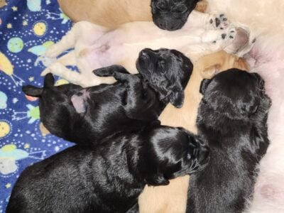 Goldendoodle puppies
