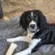 Purebred English Springer Spaniel