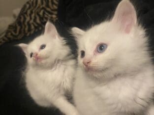 Odd Eye Male Kitten