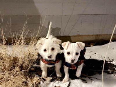 Chihuahua puppy