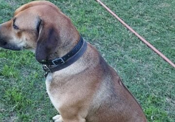 Stud Rhodesian Ridgeback