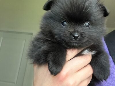 Two Pomeranian puppies for sale