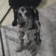 ONE PUPPY LEFT!!!!!!!!