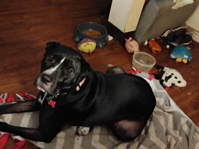 Female Pit Terrier for sale,2 years old