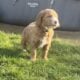 Goldendoodle Puppies Ready for new homes now
