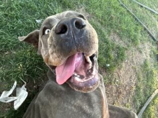 cane corso female 11 months