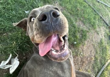 cane corso female 11 months
