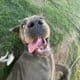 cane corso female 11 months