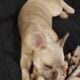 Registered Isabella fluffy French bulldog puppies