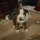 8 week old XXL Bully/ Pit mix puppies