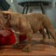 Full-Breed AKC Mini Bulldog – Chocolate Tri coat