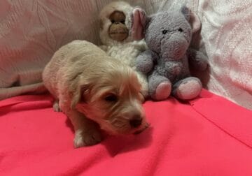 Great Pyrenees- Poodle hybrid available now