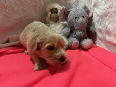 Great Pyrenees- Poodle hybrid available now