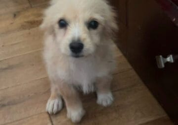 Female puppy 3 month old