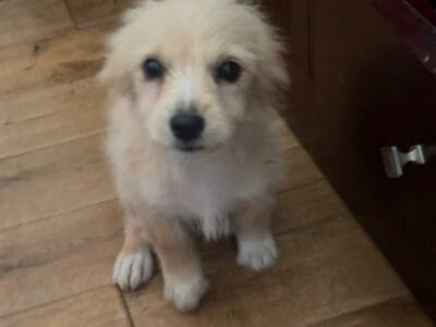 Female puppy 3 month old