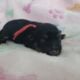 Yorkie~Chihuahua Chorkie Puppies