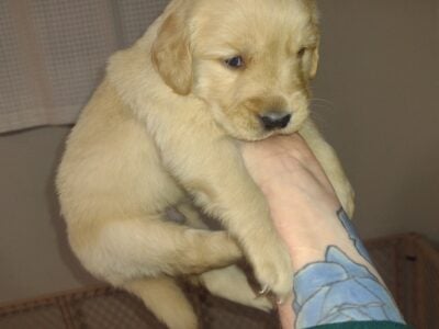 Golden retriever puppies