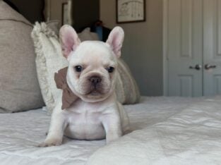 AKC frenchie male – Polar