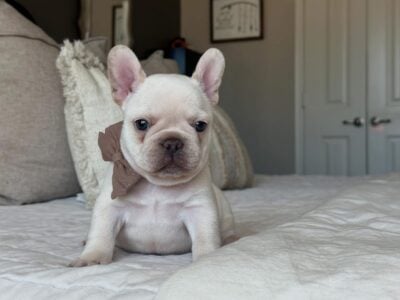 AKC frenchie male – Polar
