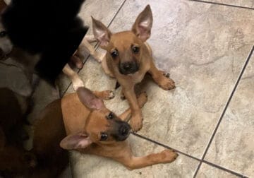 Chiweenie puppies