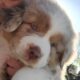 AKC Registry of “purebred” Australian Shepherds