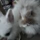 Baby bunnies for adoption