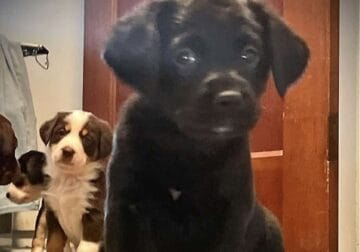 Lab/Beagle