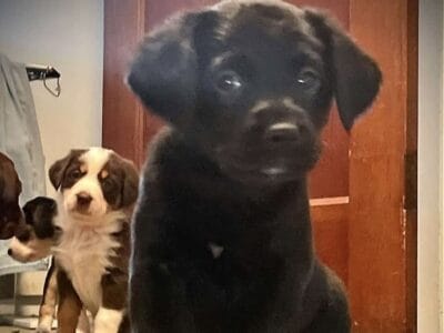 Lab/Beagle