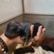 Miniature Dachshund Puppies