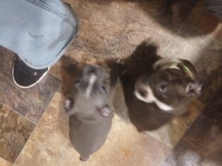 Frenchton puppies for sale