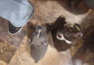 Frenchton puppies for sale