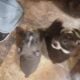 Frenchton puppies for sale