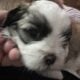 Shih Tzu Coton de Tulear Mix