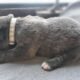 Cane Corso Puppies ICCF Registered