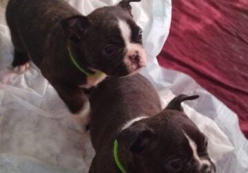Frenchtons puppies