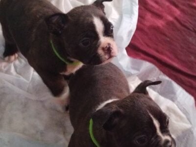 Frenchtons puppies