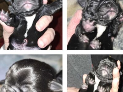 male pug puppy