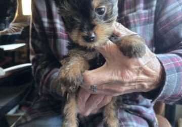 Yorkie for sale