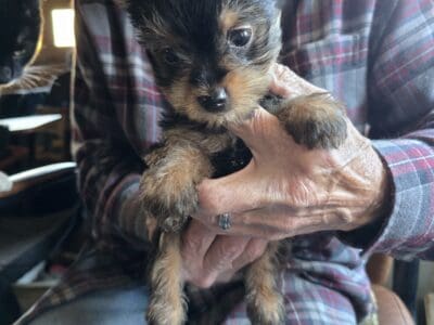 Yorkie for sale