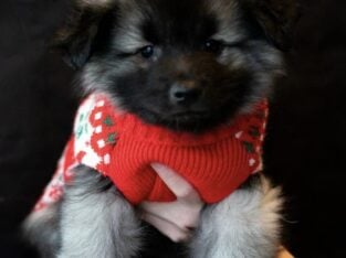 Keeshond Pups