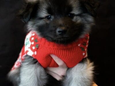 Keeshond Pups